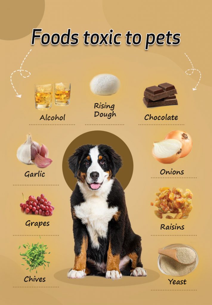 Toxic food for pets