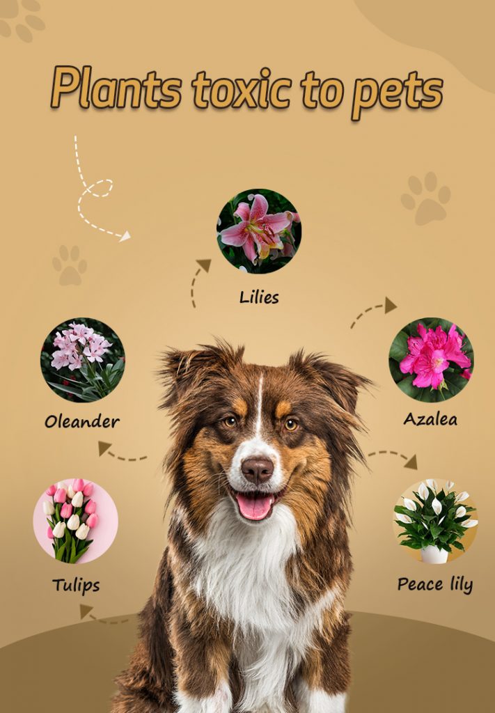 Toxic plants for pets