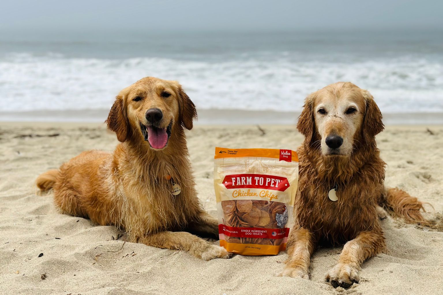 two golden retrievers at the beach with a bag of Farm to Pet Chicken Chips