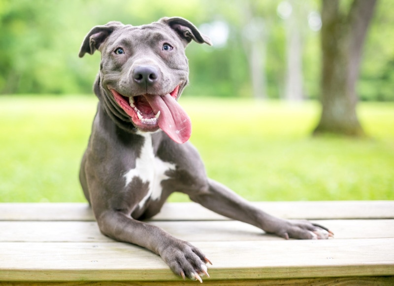 pitbull terrier mixed dog leaning on the bench with tongue hanging out
