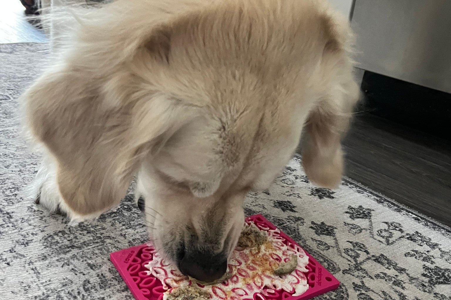 Golden retriever dog using a lick mat