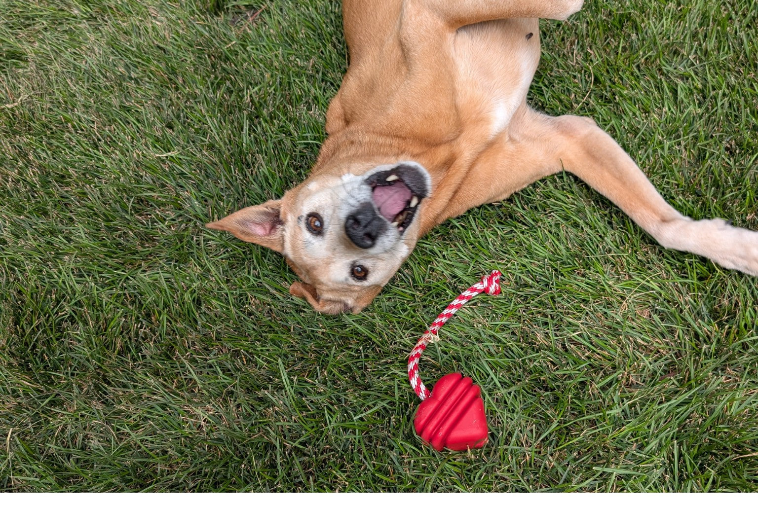 Happy dog lying on the grass next to a tug toy