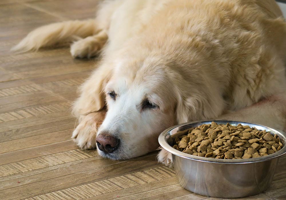 golden-retriever-not-eating-its-food_