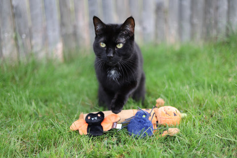 Black cat with P.L.A.Y. Feline Frenzy Creepy Critters and Kicker toy with catnip