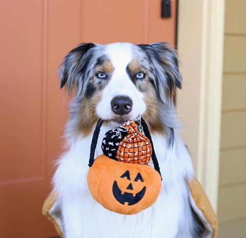 Aussie dog with P.L.A.Y. plush jack o lantern trick or treat basket toy.