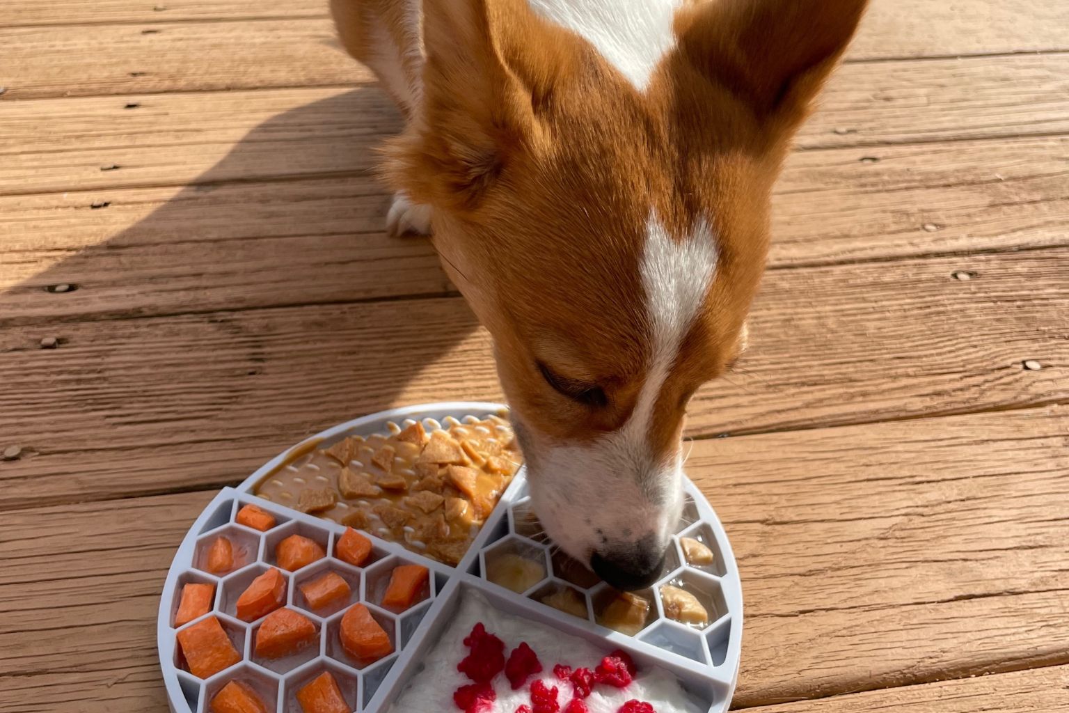 corgi eating from a slow feeder bowl