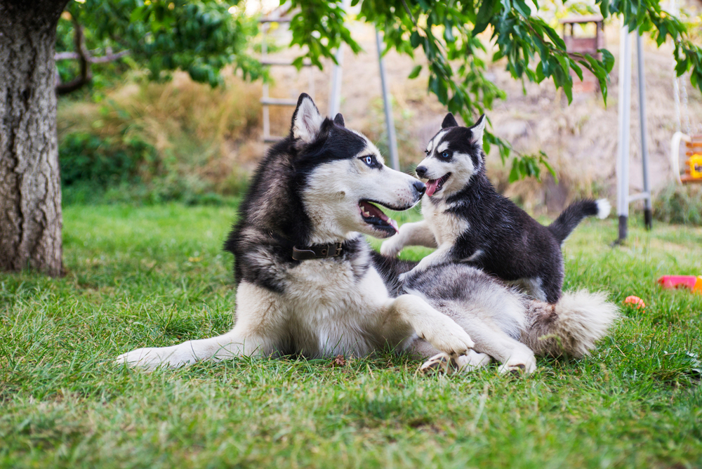Husky and puppy playing