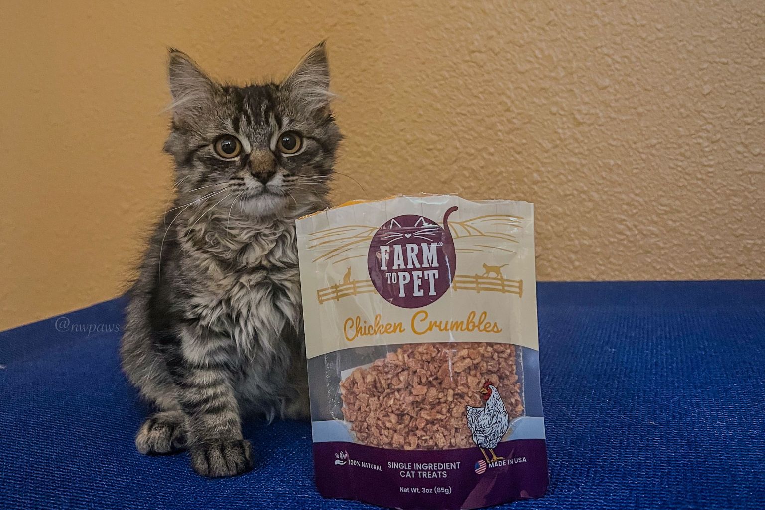 A kitten sitting next to a bag of chicken cat treats