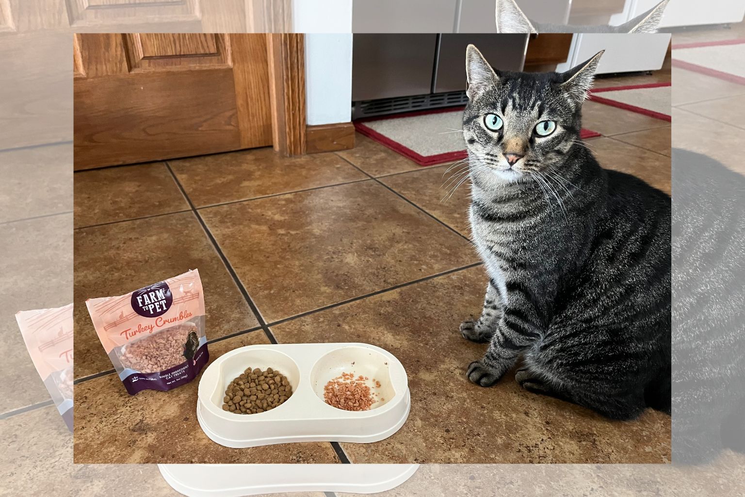 Cat sitting by a feeding bowl with kibble and Farm to Pet turkey cat treats