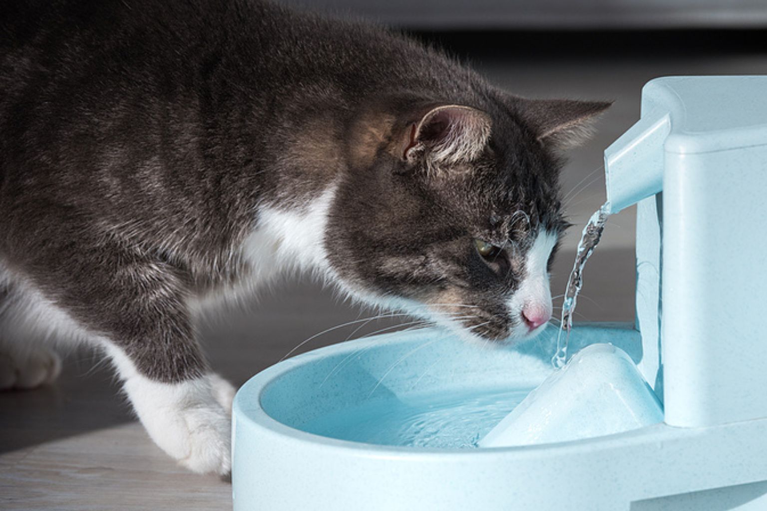 A cat drinking water from a cat drinking fountain