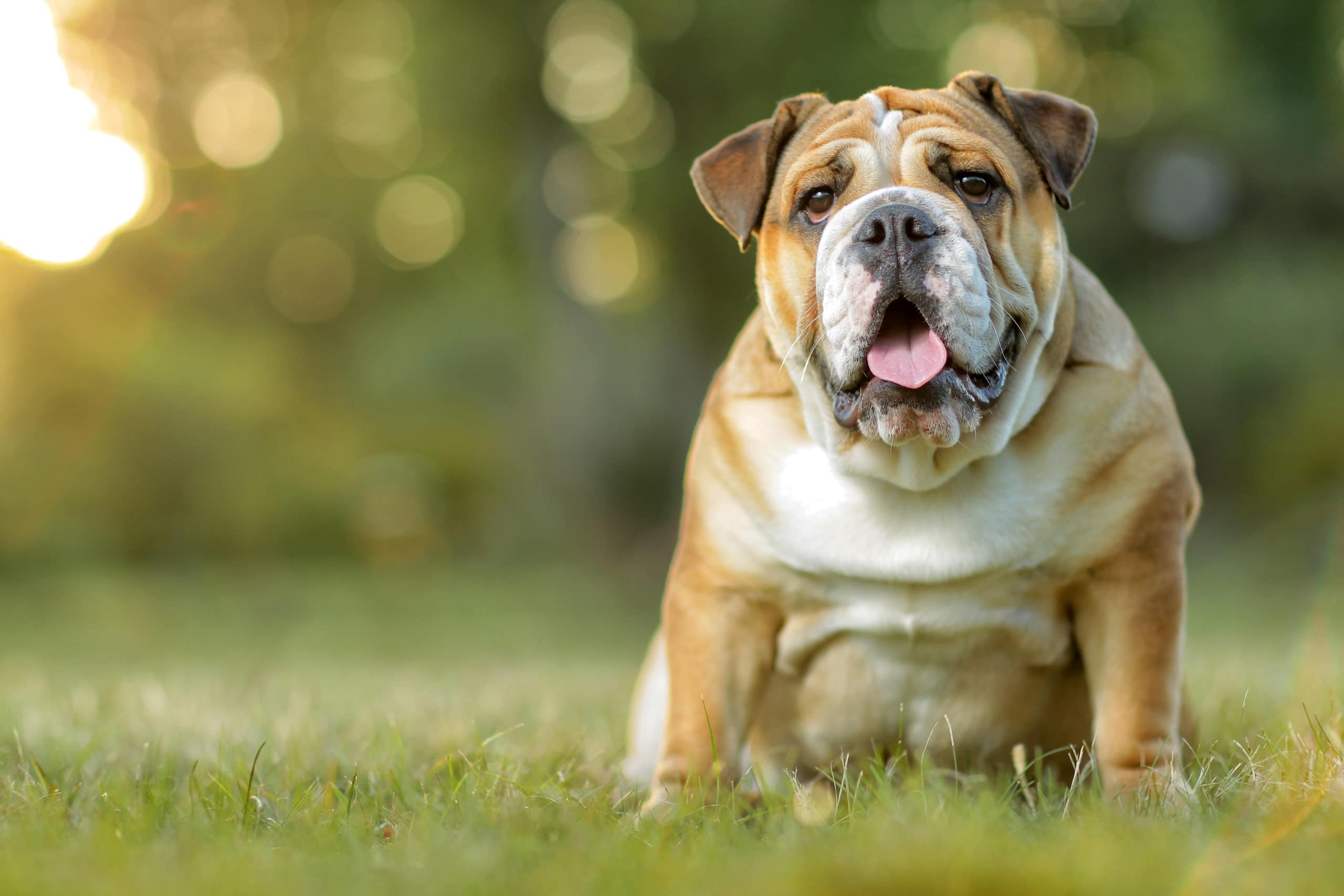English bulldog sitting on grass